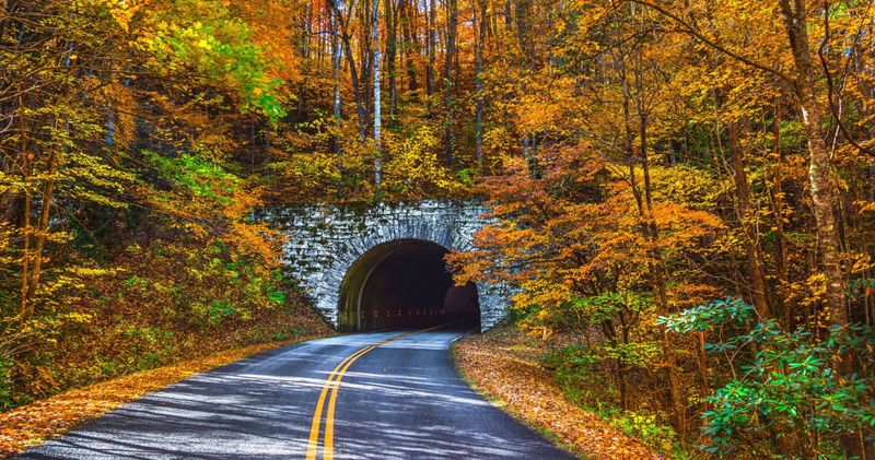 North Carolina's Tar Heel Tracking